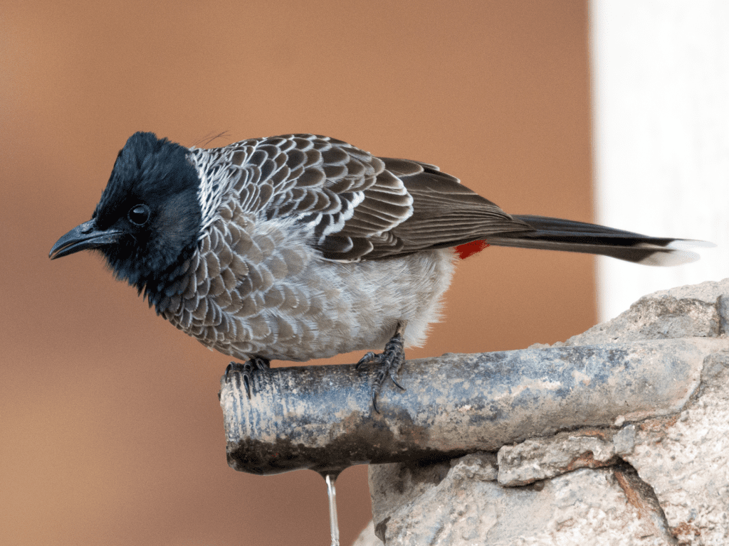 1800-1024x768 SEO/Birdlife vuelve a alertar de la expansión del bulbul cafre en Fuerteventura