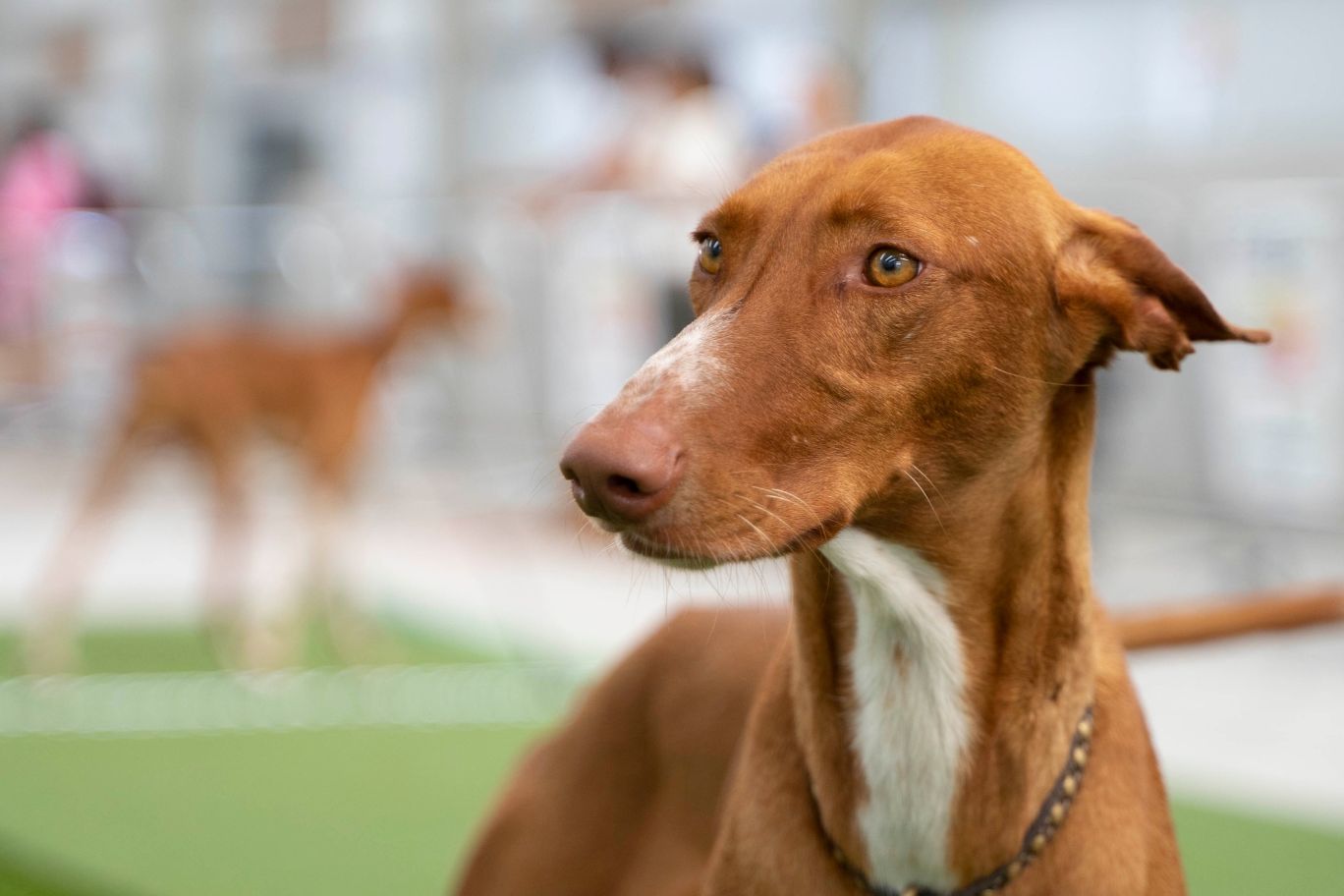 古いは、年次ワクチン接種と犬の識別キャンペーンを有効にします