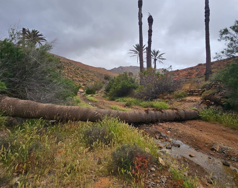 Betancuria calls for plant health studies for the Palmeral de la Vega de Río Palmas. Betancuria calls for plant health studies for the Palmeral de la Vega de Río Palmas.