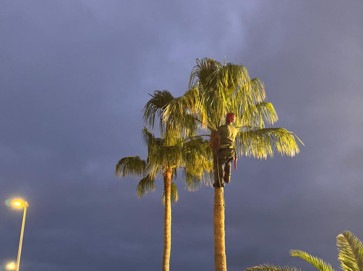 Fuerteventura: Natural Beauty and Palm Care at the Insular Youth Centre
