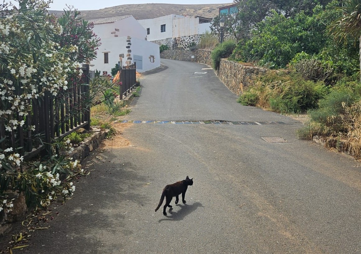 Betancuria Approves the Municipal Program for Managing Feline Colonies Betancuria Approves the Municipal Program for Managing Feline Colonies