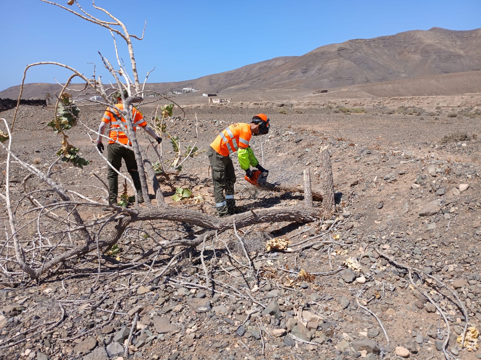 Joint Operation for the Management of the Exotic Species Calotropis procera in Giniginamar – ondafuerteventura.es